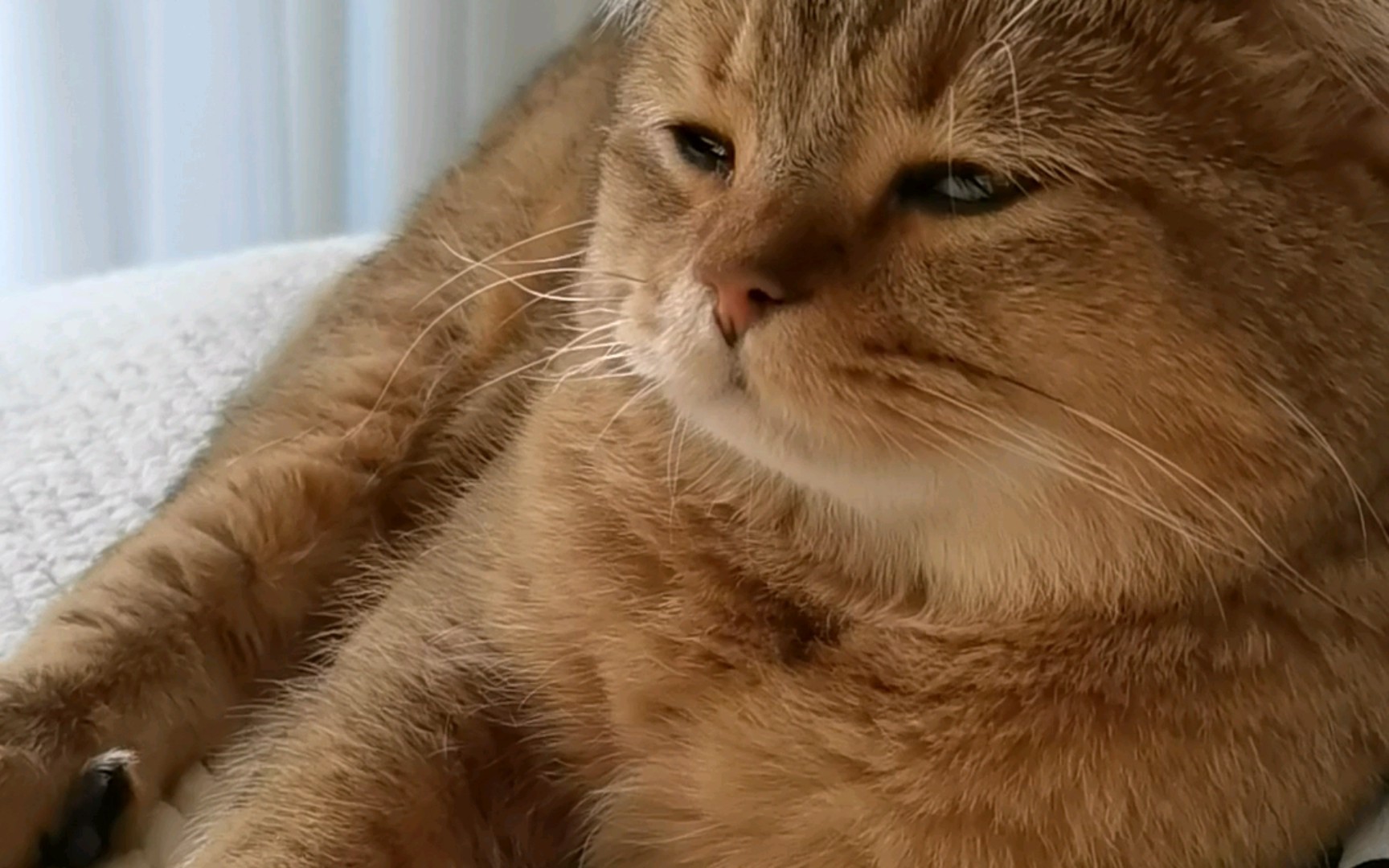 【喵界爱因撕毯】睁着眼睡觉见过没!师承张飞