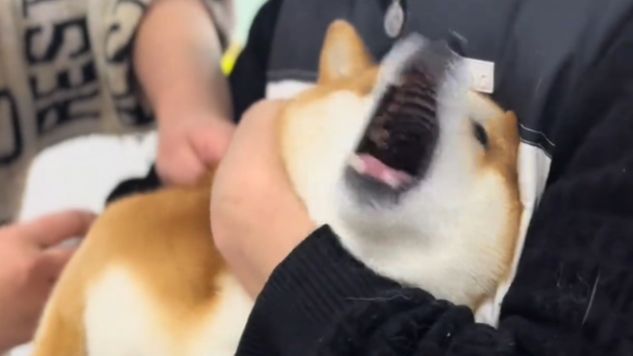 【动物配音】给我联系大使馆我要回国！！