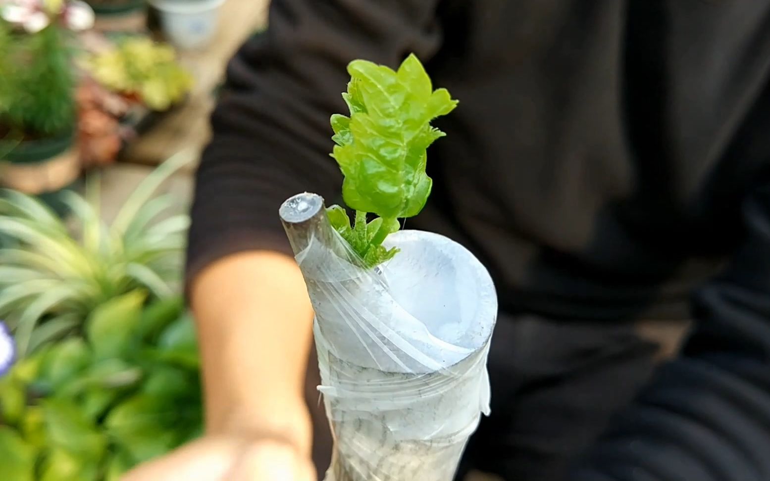 嫁接木槿花棒棒糖,和树状月季不一样,这样嫁接半月就爆芽_哔哩哔哩