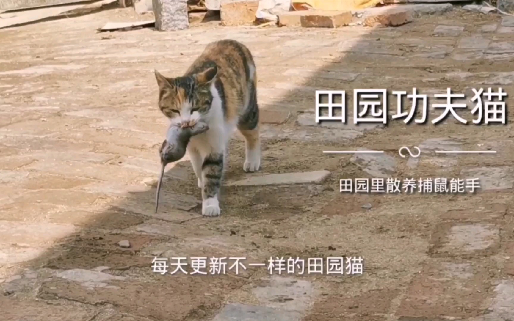 [图]曾经有个伟人说过：不管黑猫白猫能捉耗子的就是好猫！但是，就是这样的好猫现在却认为好猫破坏环境、破坏生态了！你怎么看？欢迎评论留言！