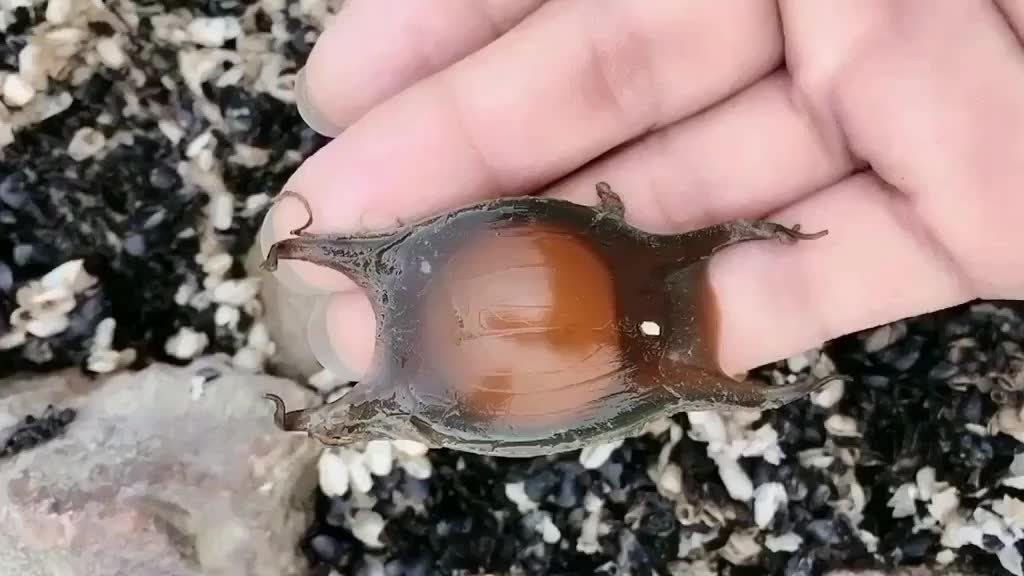 赶海时候偶遇的鲨鱼胚胎鲨鱼卵你们绝对没见过哦