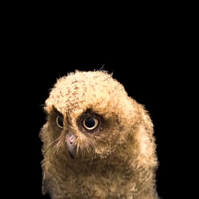 摇头晃脑的小猫头鹰