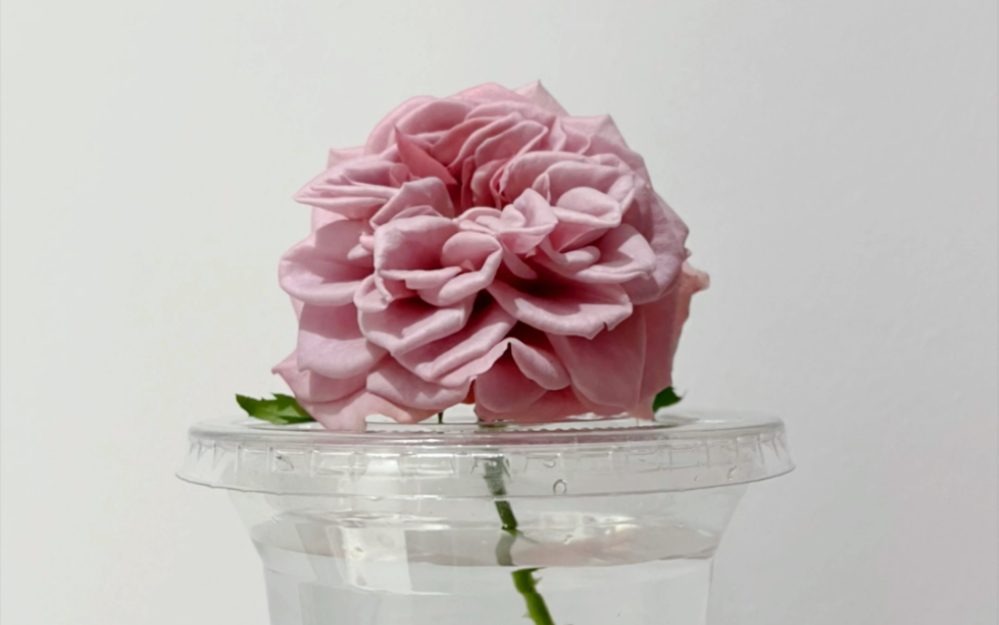 月季新手的蒙特玛特fafa