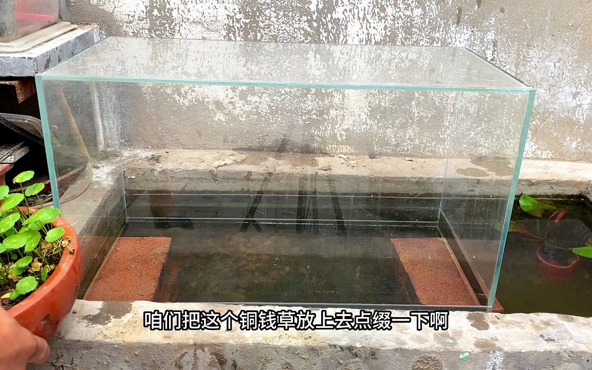 [图]在鱼池里做个负压鱼缸，让小鱼游出水池，叉尾斗鱼更具观赏性