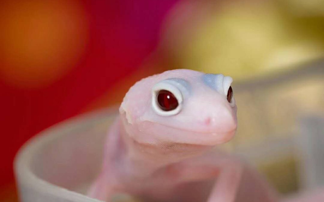 超想越狱的の超级雪花恶魔白酒守宫崽崽