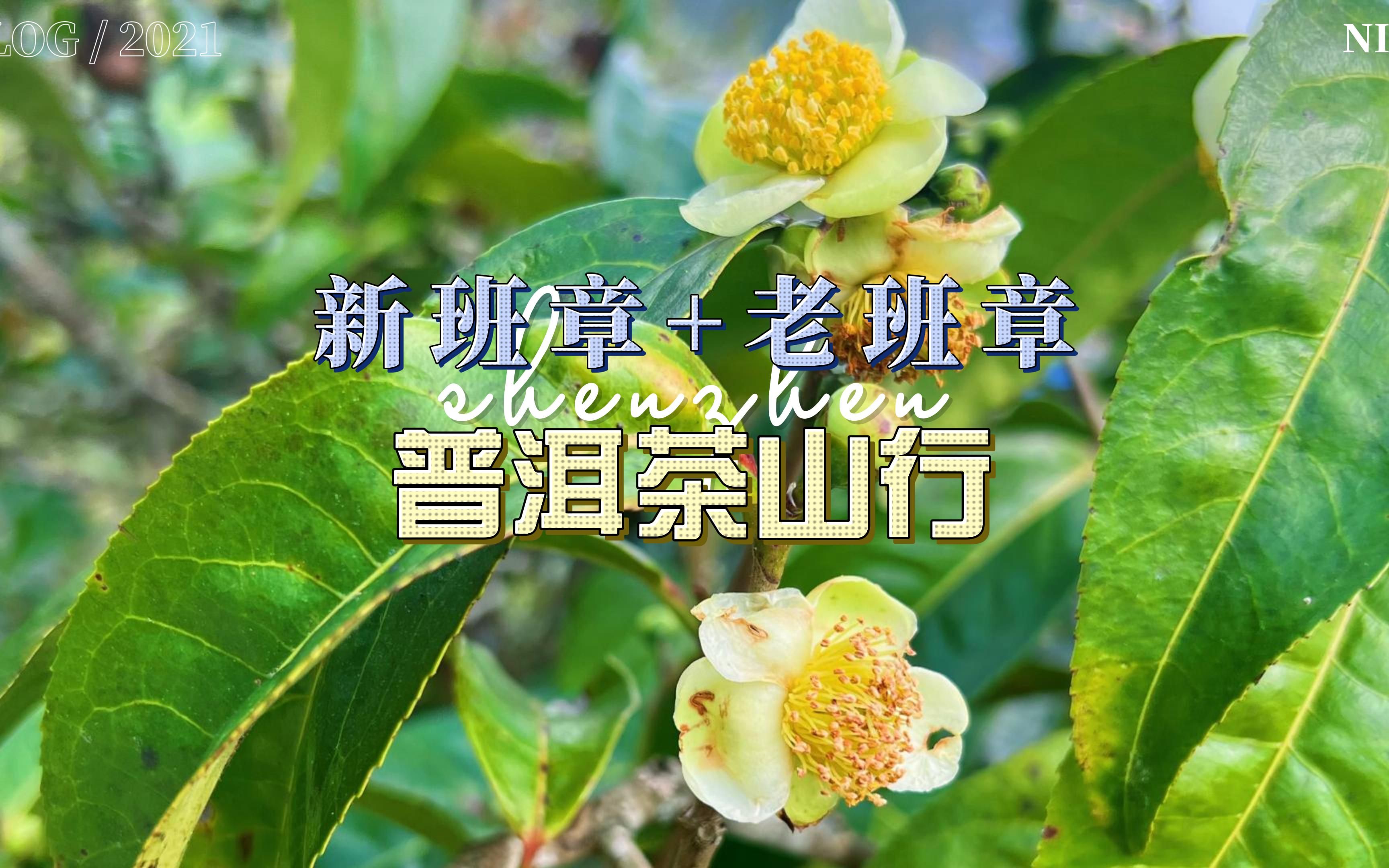 普洱茶的茶王茶后?【茶山行普洱茶】哔哩哔哩bilibili