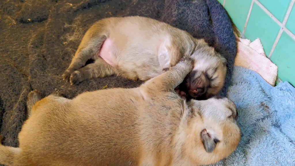 狗宝宝睡觉萌哒哒