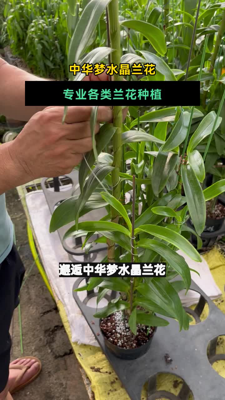 鲜石斛齿瓣功效图片