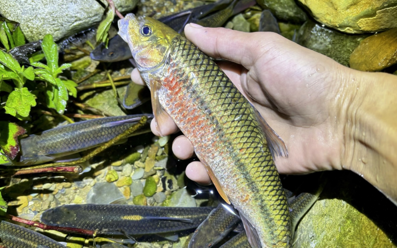 今晚来河边抓鱼,收获很多溪流马口和红腹溪石斑,真的赚大了