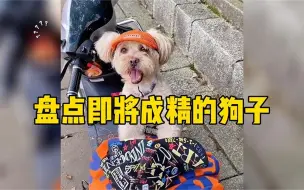 Download Video: 盘点那些即将成精的狗子，狗子的智商越来越高，跟主人斗智斗勇