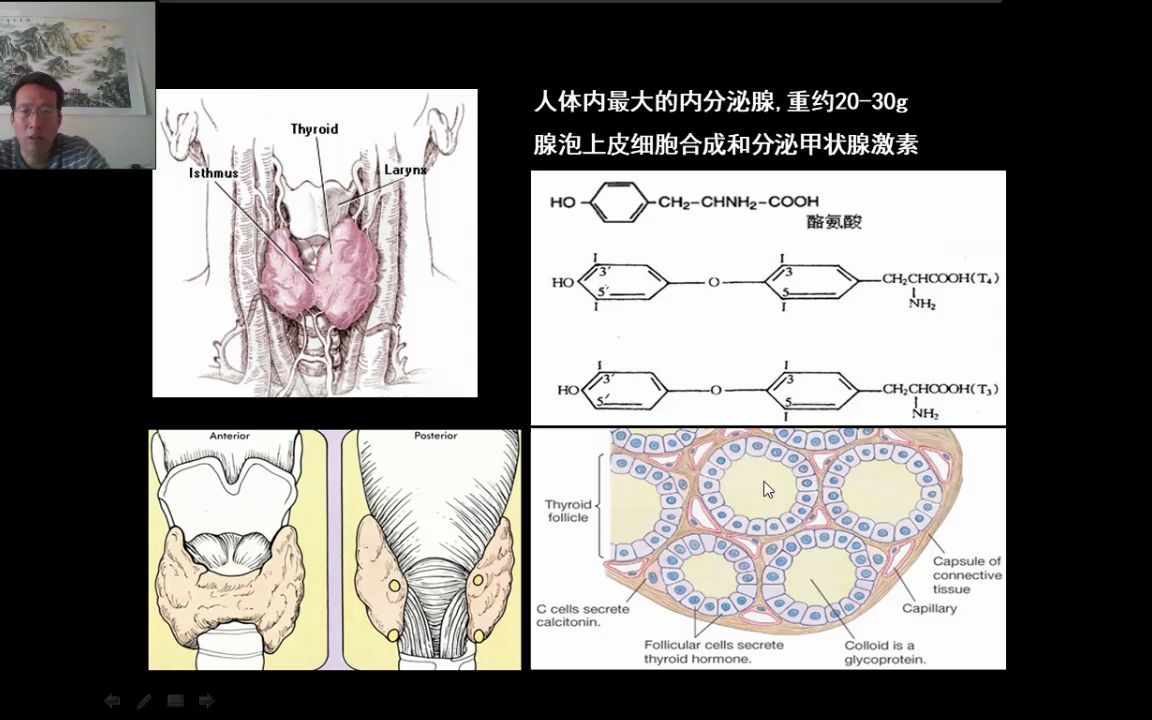 内分泌甲状腺1哔哩哔哩bilibili