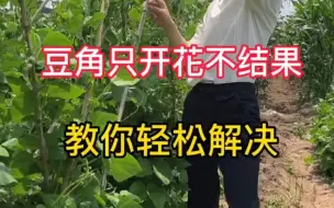 Tải video: 【三农知识】豆角只开花不结果，教你轻松解决