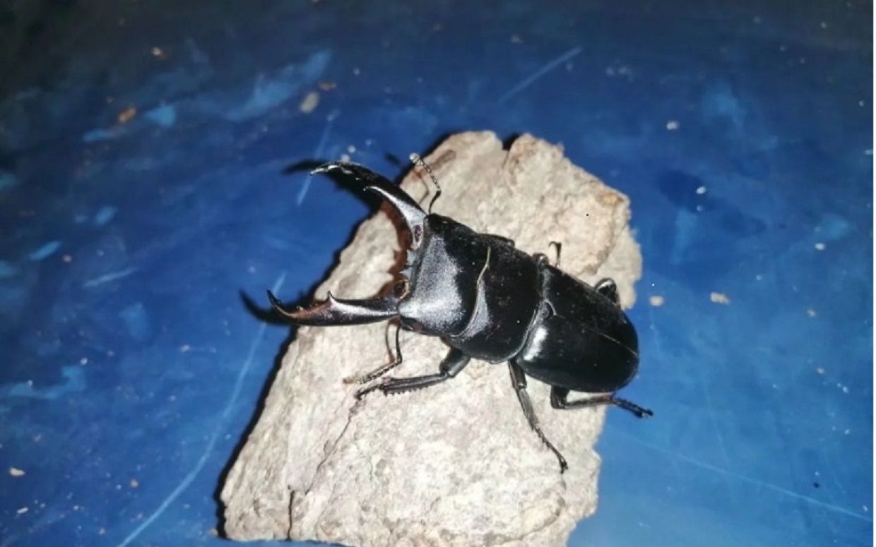 西南扁锹蛹的开挖