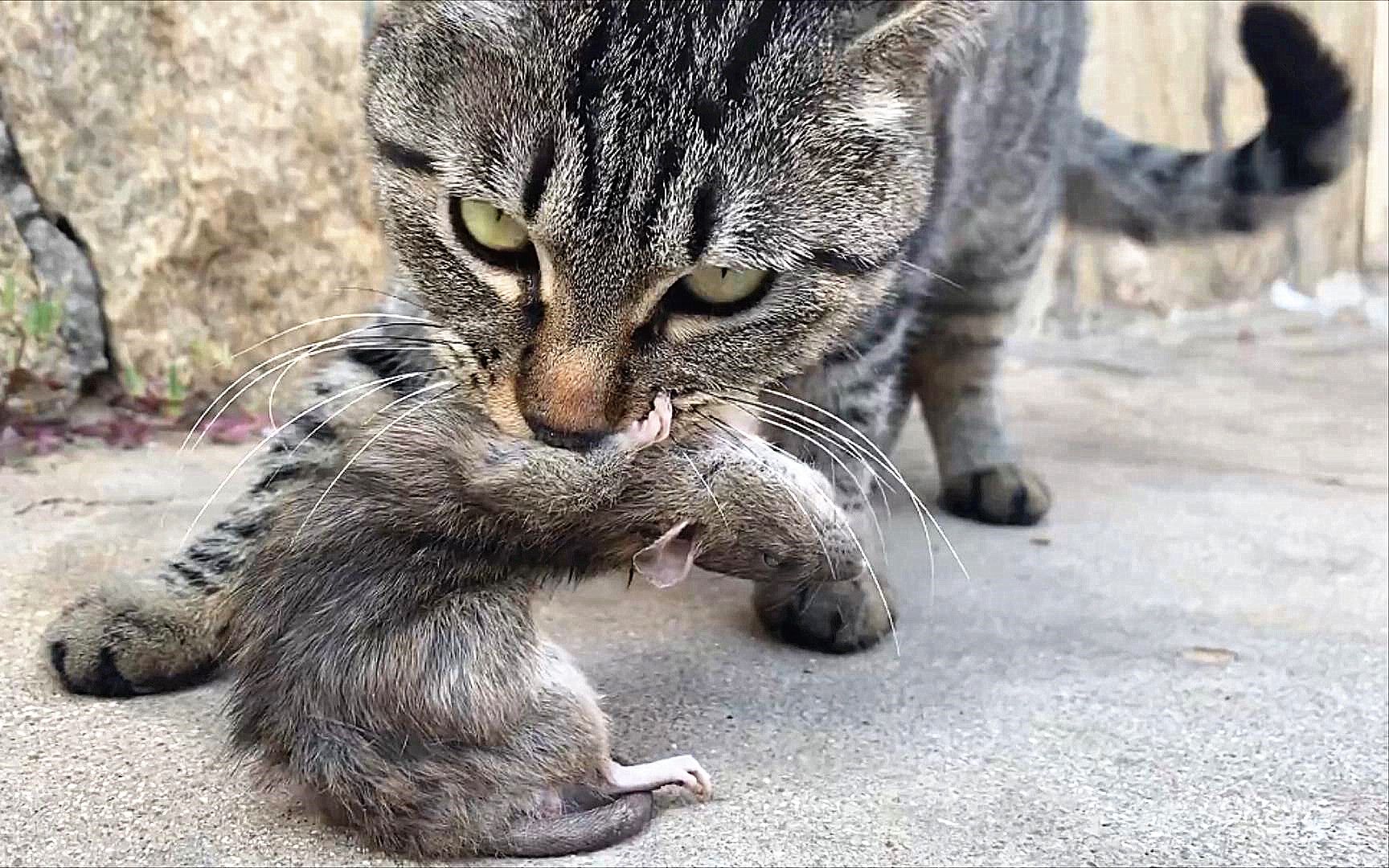 [图]狸花猫：一天不杀生，我浑身难受！