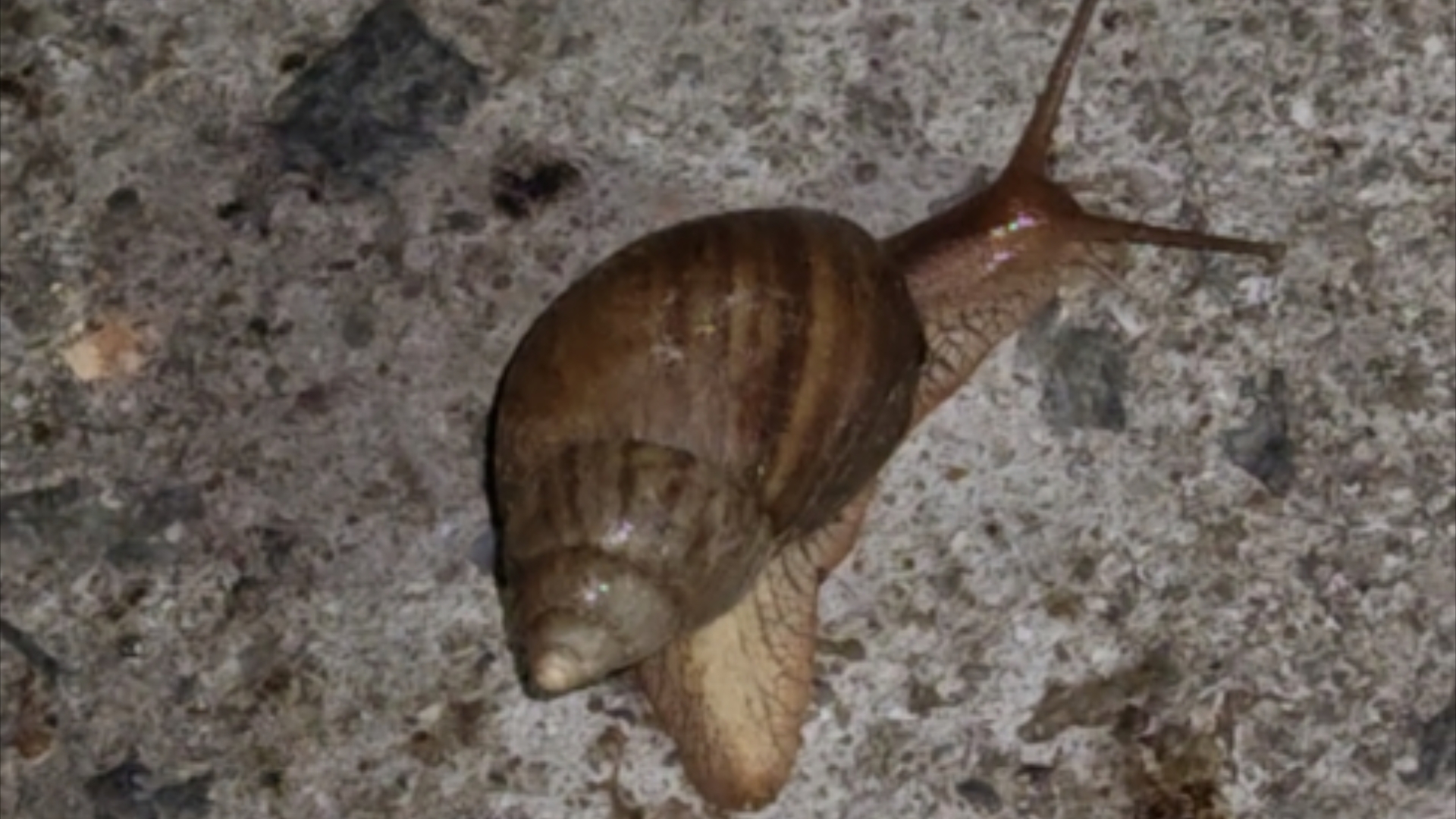 非洲大蜗牛?去二次元吧你!