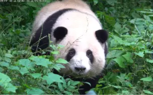 Скачать видео: 10.18排队途中，花花突然出现在后花园，朝着我们缓缓而来～宝宝的美拉德色小圆屁屁，快过来我亲亲