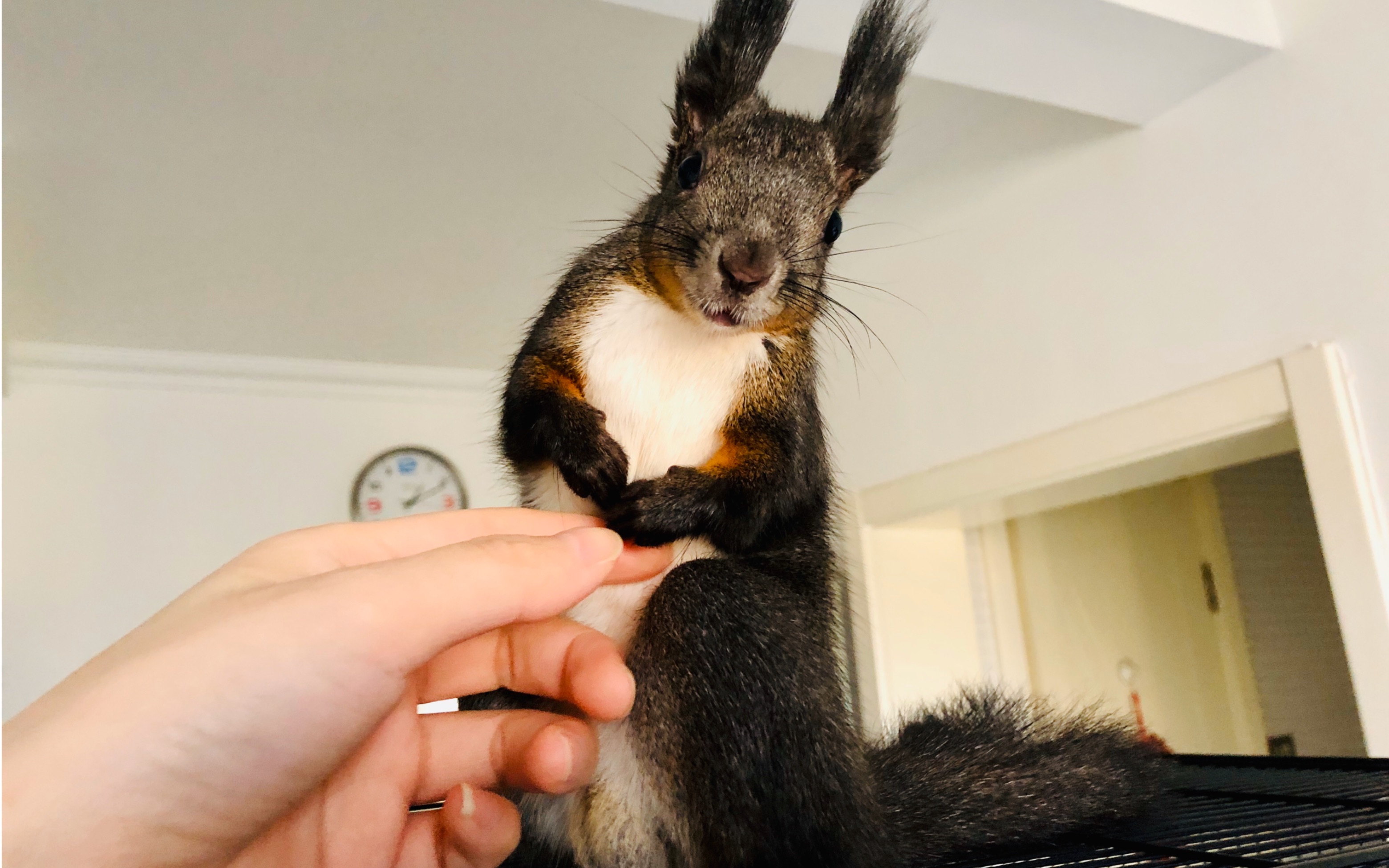 [两只松鼠的日常] 小松鼠今天给大家表演一个经典舞蹈-摇尾巴(*^_^*)