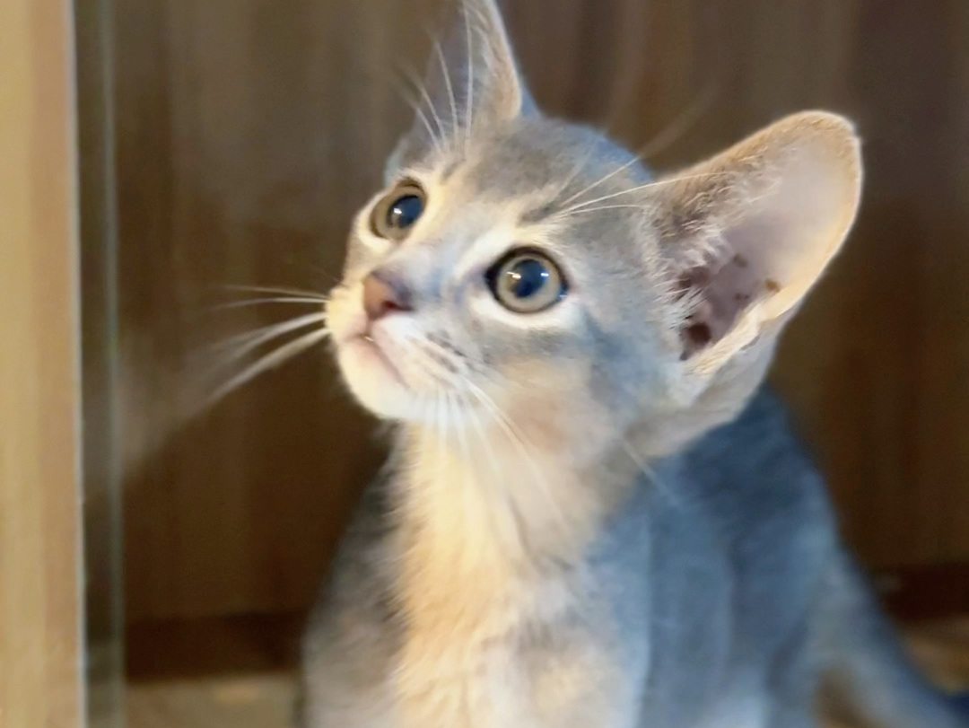 蓝色阿比幼猫,包疫苗,体检,送随行包和猫粮