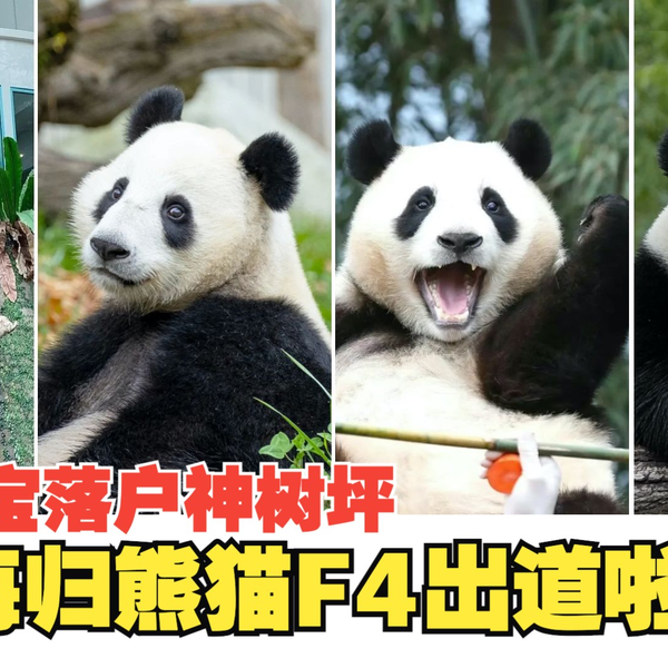 福宝正式落户神树坪，海归熊猫F4集齐啦！_哔哩哔哩_bilibili