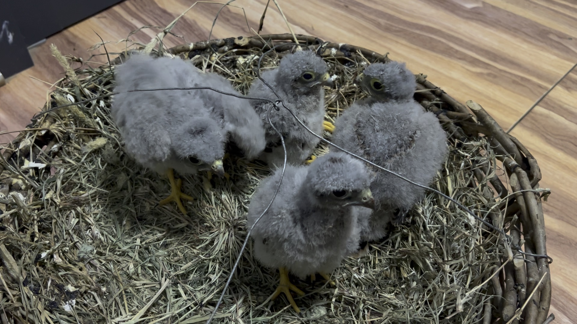 看我雏鹰初展翅