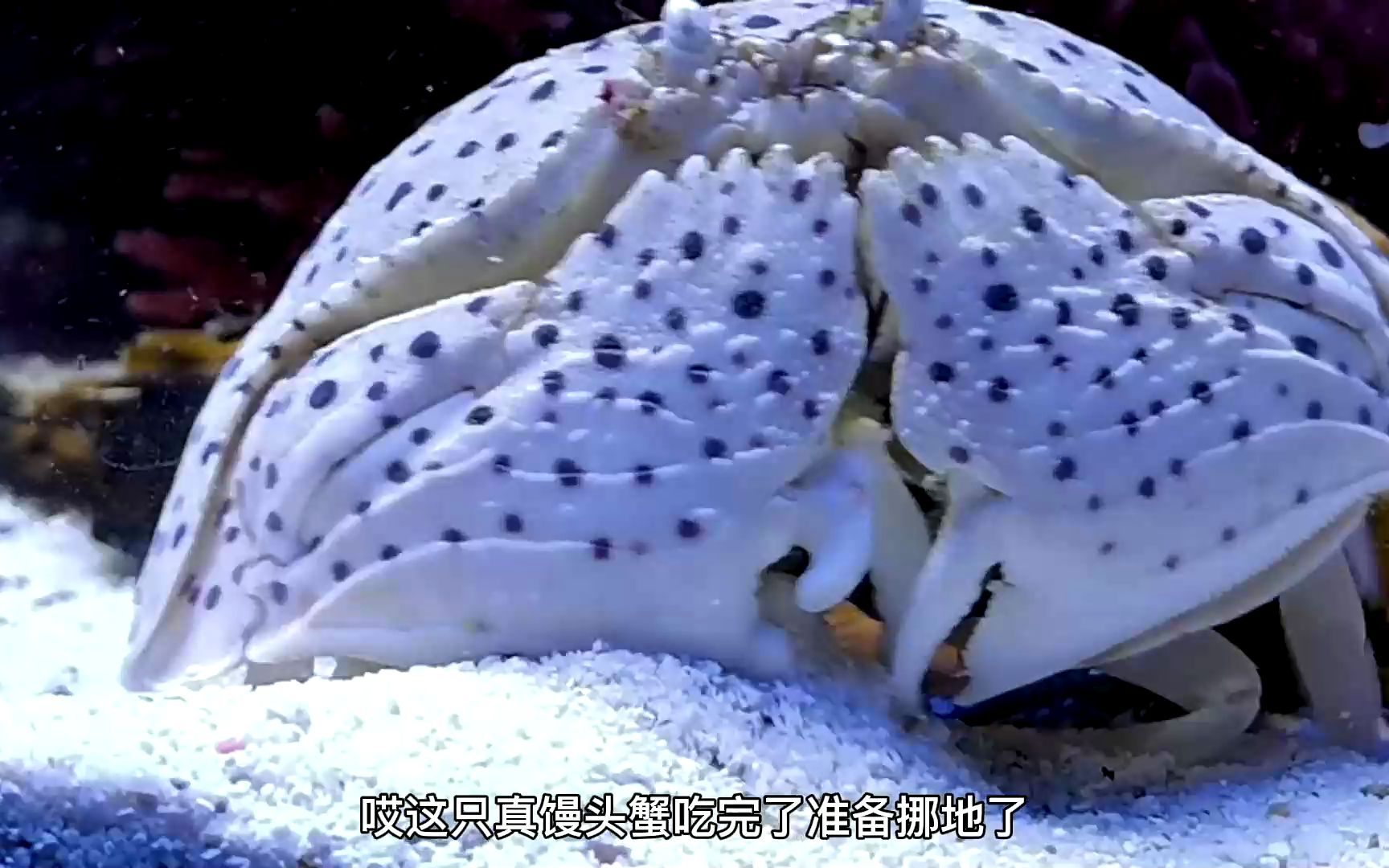 斑点真馒头蟹走路的样子真可爱斑点真馒头蟹 #抖音学习课代表