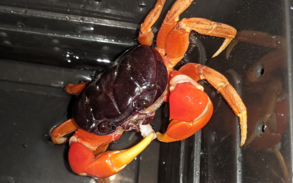 到家两天巨型图氏蟹的状态