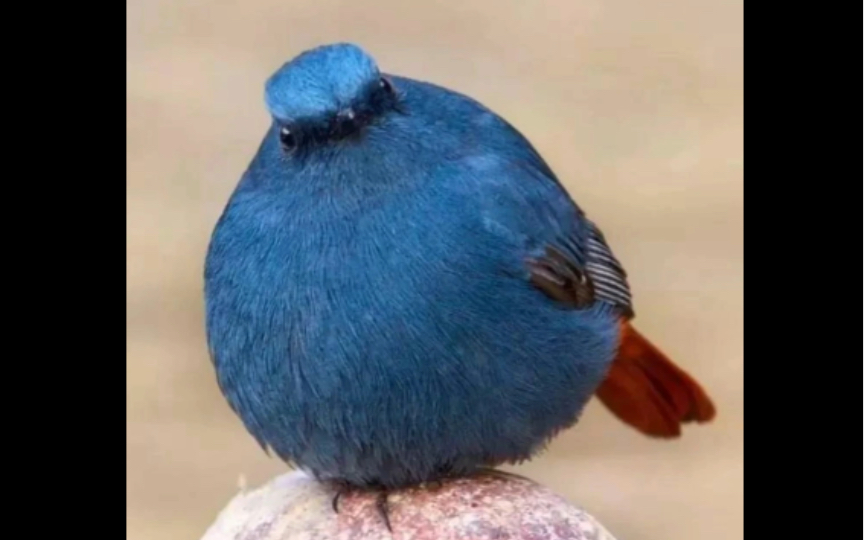 圆乎乎小鸟大集合!