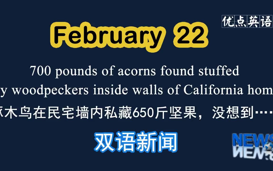 [图]2.22日双语新闻 700 pounds of acorns found stuffed by woodpeckers inside walls of Cali