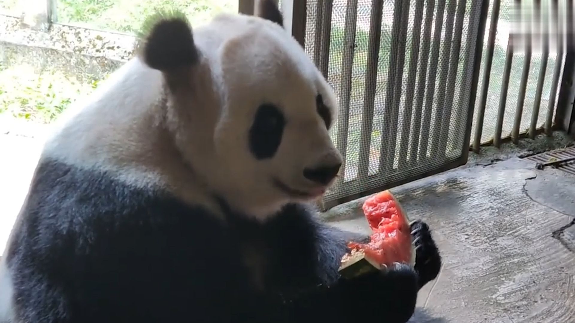 大熊猫兰贵妃优雅吃西瓜,把最甜的芯吃掉其他都丢了