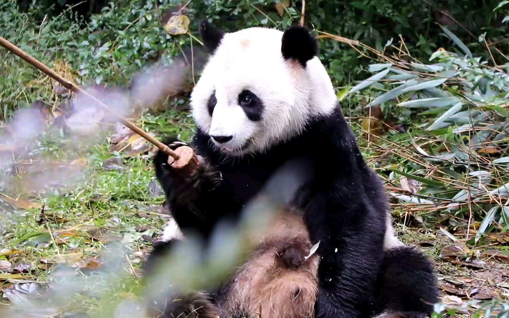 【大熊猫美兰】最佛性的钓猫,最优雅的吃播^o