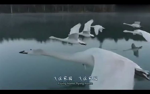 [图]极乐鸟Birds Of Paradise 中英字幕