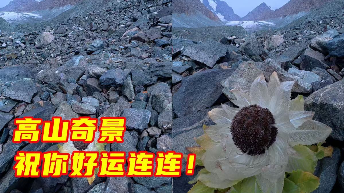 网友徒步途中偶遇天山雪莲于石缝中开放。高山奇景，祝你好运连连！