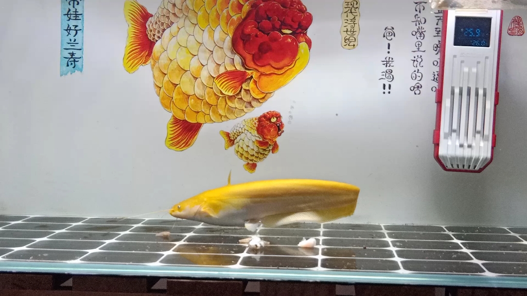 变异黄金大口鲶鱼吃食物哔哩哔哩bilibili