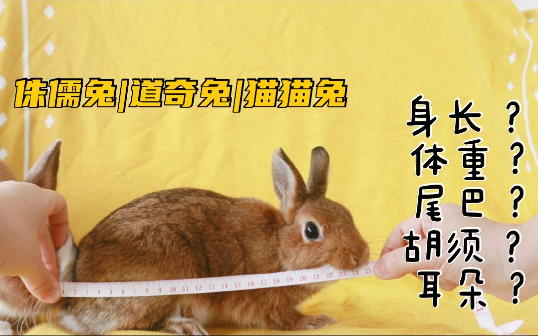 真61长不大的兔子:成年体重只有750g
