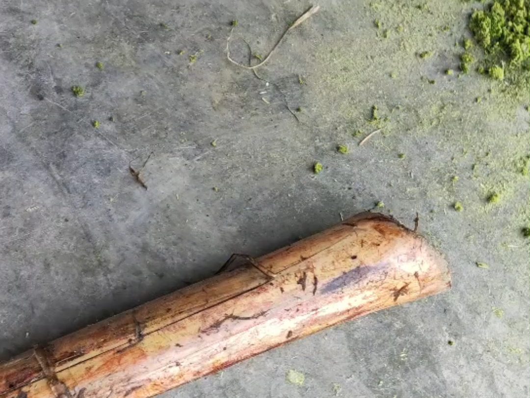 箬叶粽叶粉碎机 竹笋皮揉丝机 湿芦笋粉碎机