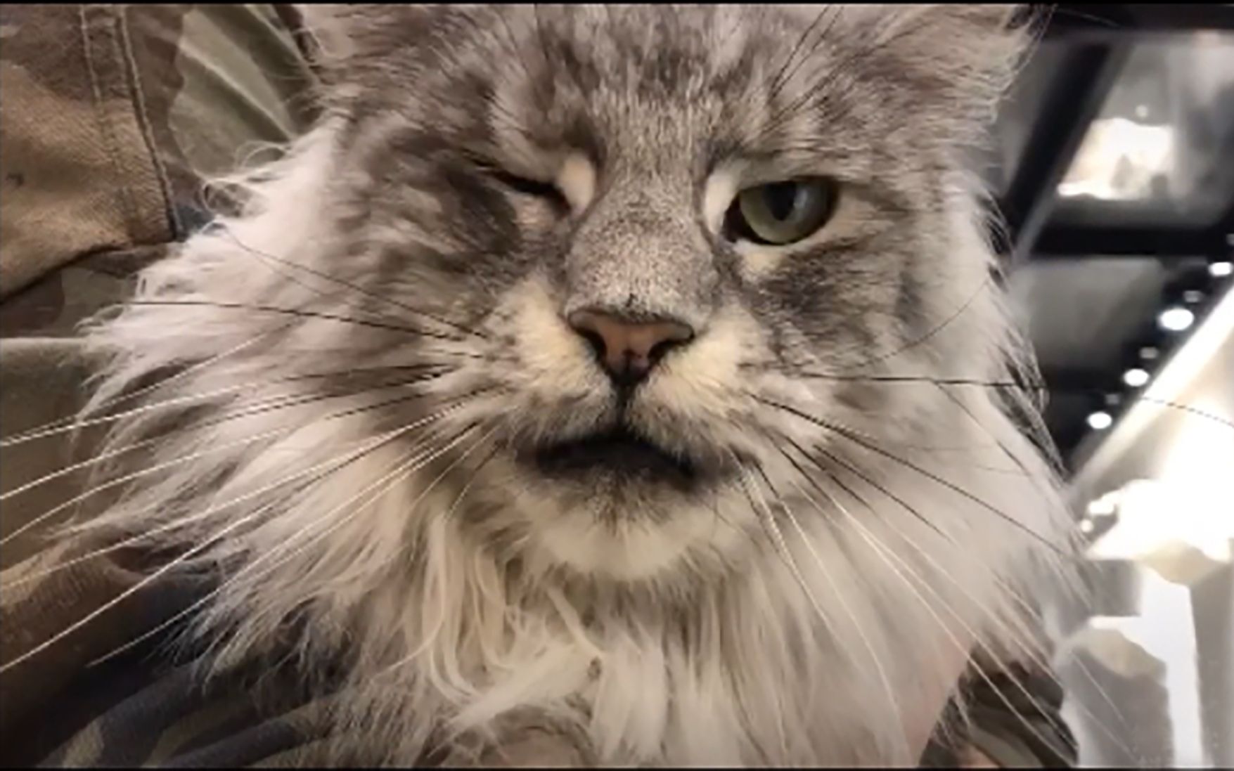 缅因猫听说鱼唇的人类给我起了个名字叫易烊千玺