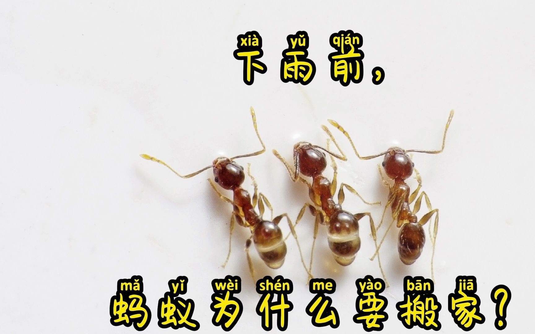 活动  下雨前,蚂蚁为什么要搬家?