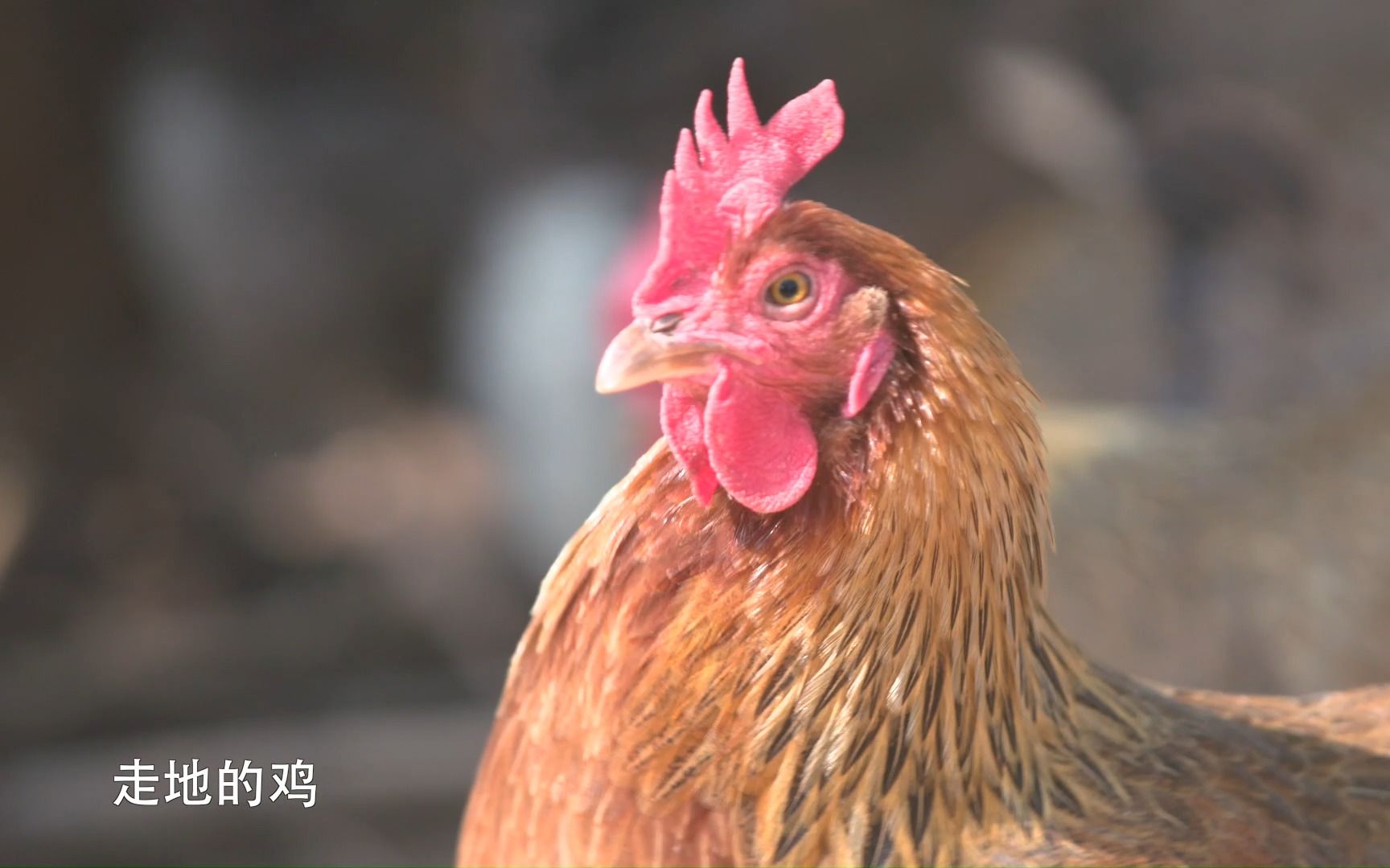 [图]《粤味厨神》肥叔叔的“酱”心浸鸡