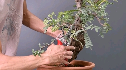 一起学盆景第98期清香木盆景盆景艺术盆景修剪