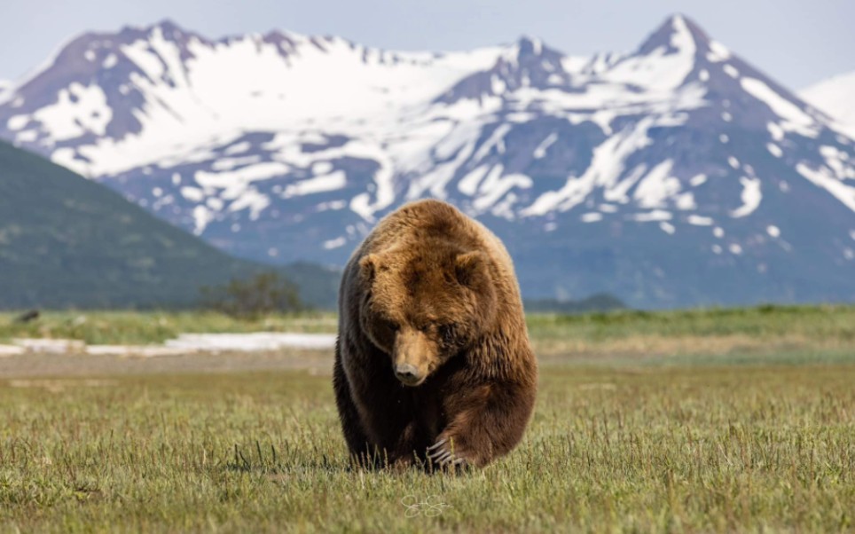 【半岛巨熊】强壮的最大亚种母熊 媲美黄石的公熊!