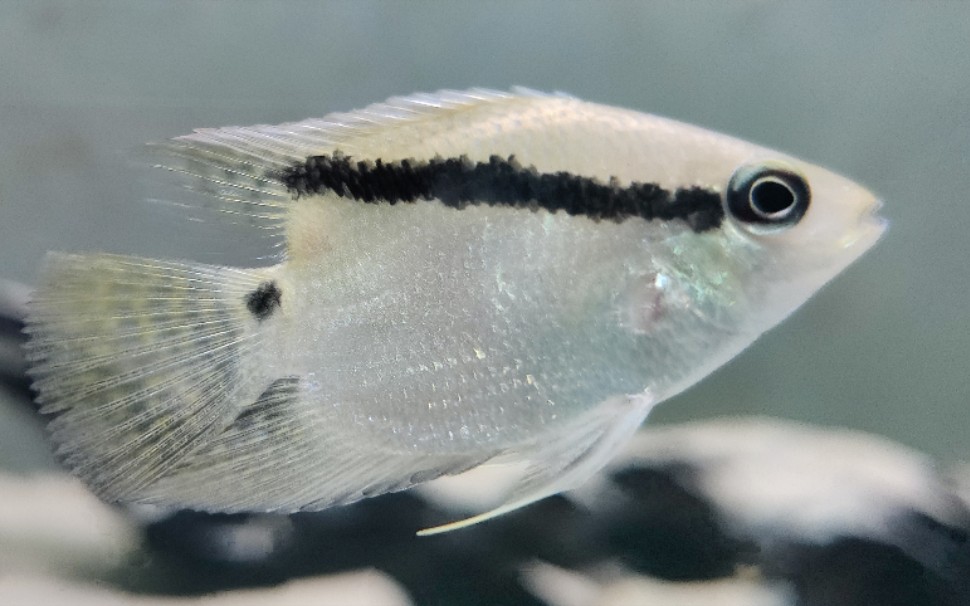 【南美丽鱼】画眉