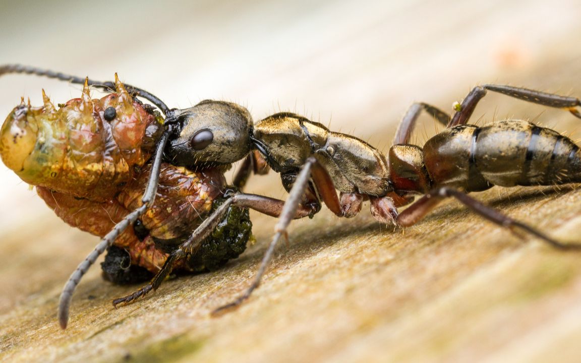 蚂蚁大战 马塔贝勒蚁巨猛蚁vs白蚁2 斗蚁 围困城堡