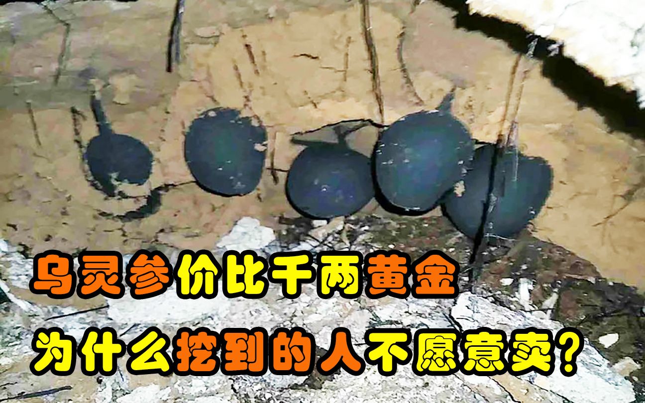 乌灵参价比黄金,只在白蚁窝里生长,为啥挖到的人不愿意卖?