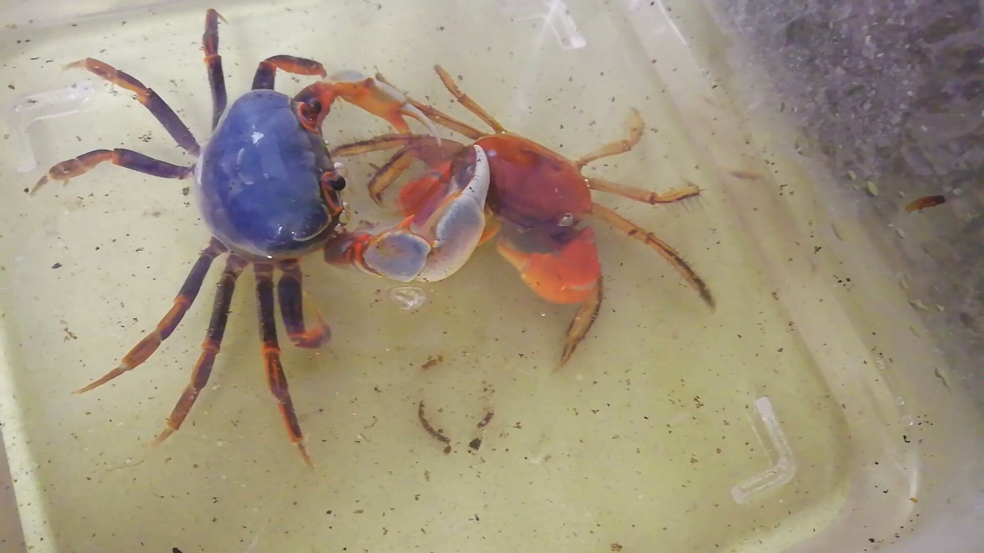 谢廖沙尖肢南海溪蟹vs中型仿相手蟹