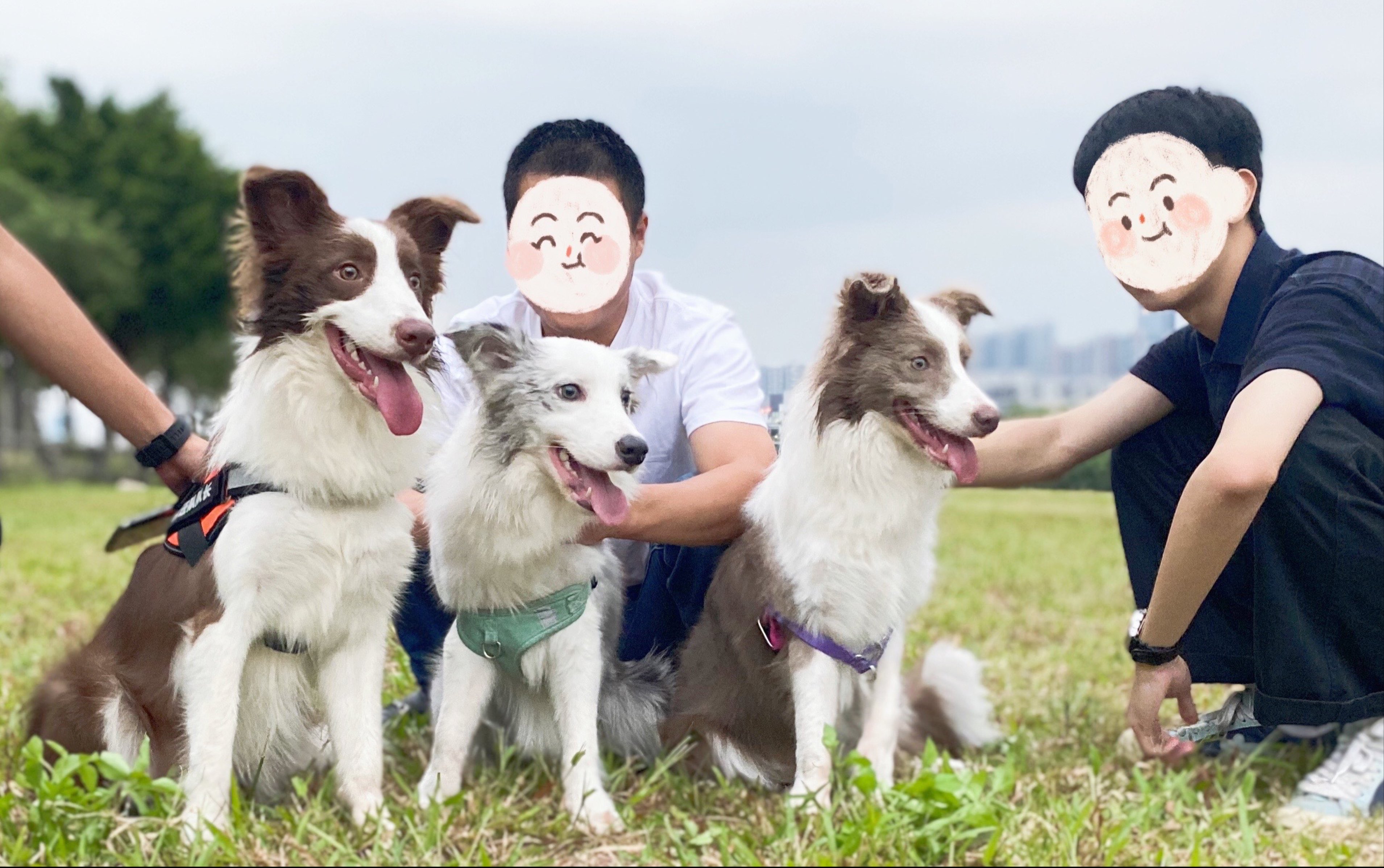 集齐四种颜色的边牧-叉烧妹妹的周末认亲聚会