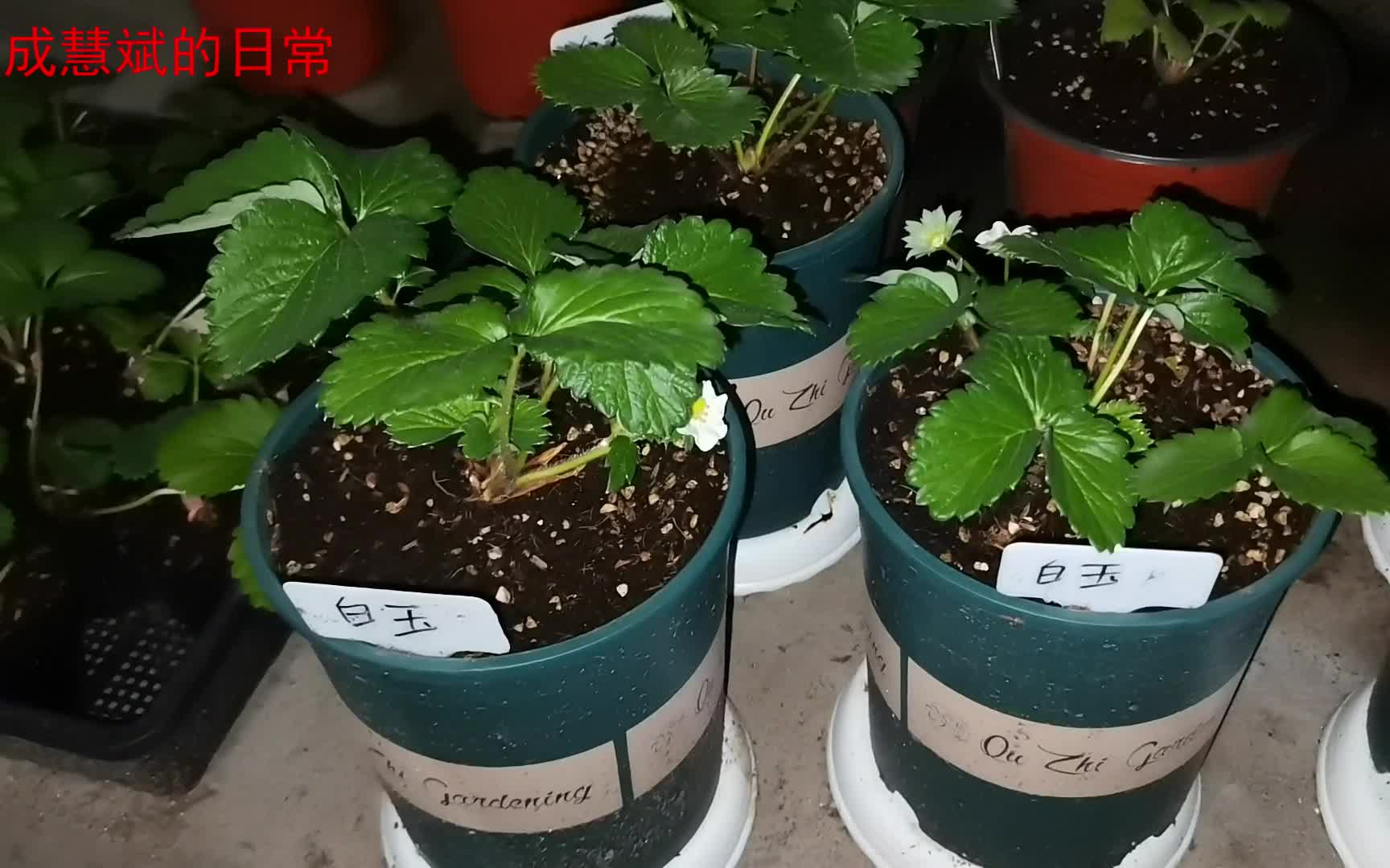 种植草莓 秋天花果期第58天 第一次看视频中奖 换点黄蓝板粘虫哔哩哔哩bilibili