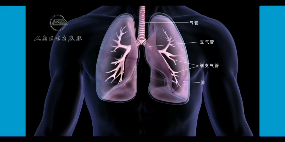 【诊断学】湿罗音按照管腔大小进行的分类以及其鉴定哔哩哔哩bilibili