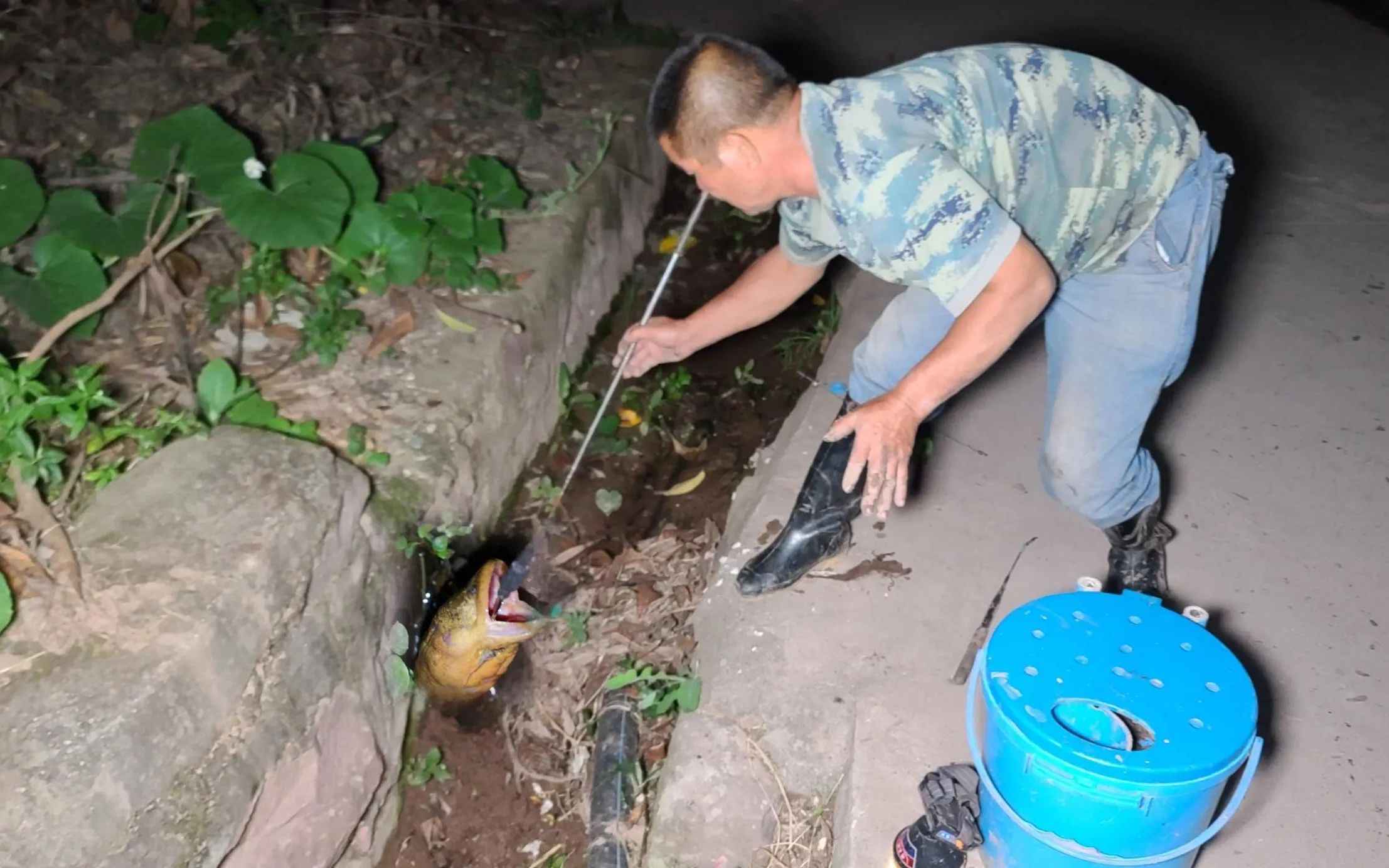 路边的水沟里有一个漏水洞,洞里有4条黄鳝,大叔钓了一条又一条