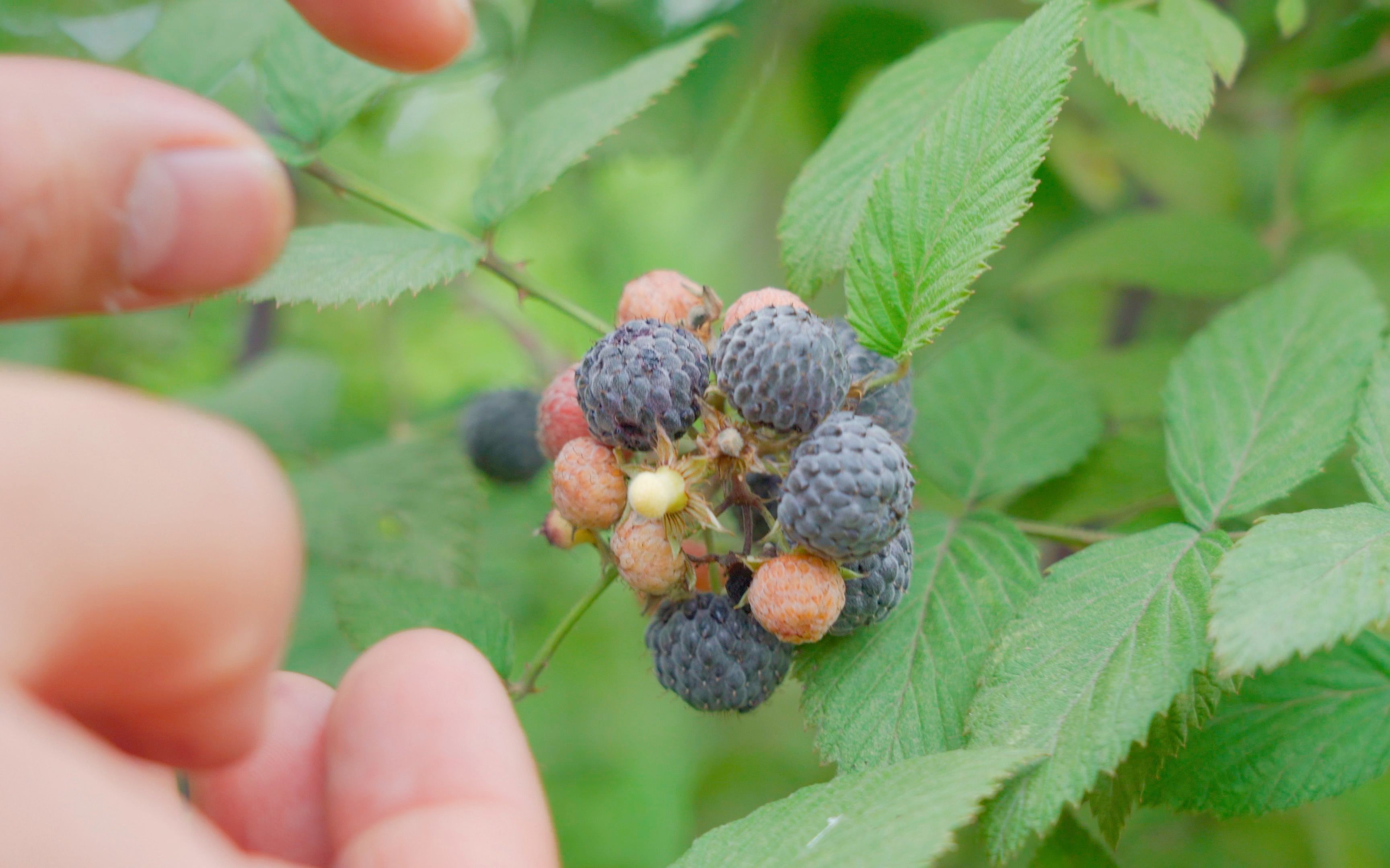 路边满树的乌泡开始成熟了,酸酸甜甜的,小时候的味道