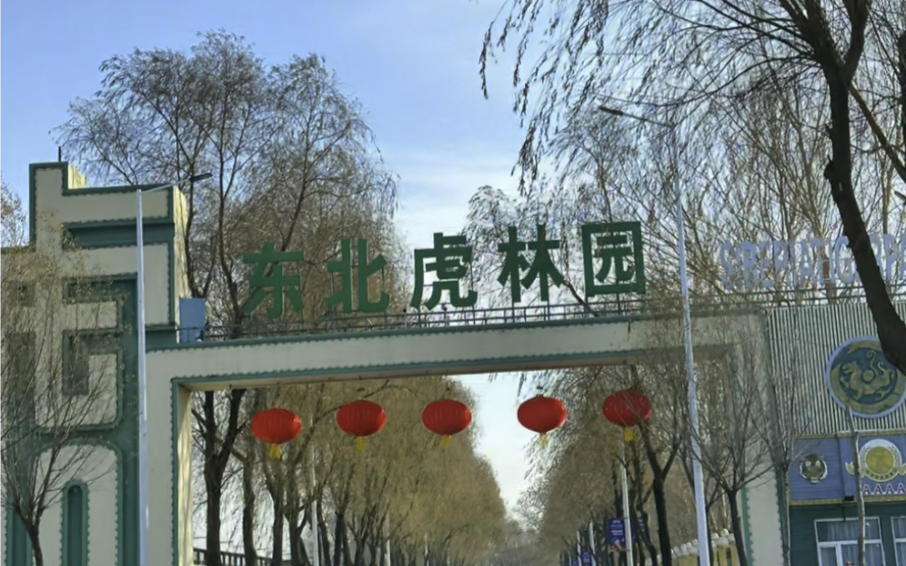 每日一记 东北虎林园
